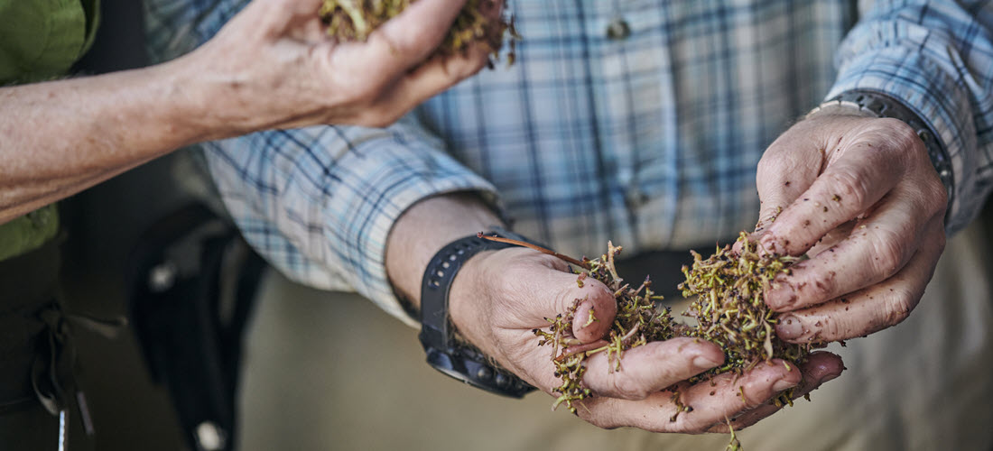 Moss Wood grape stems